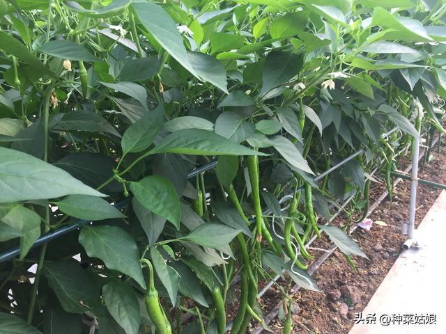 辣椒种植光照要求(辣椒种植光照要求多少天)