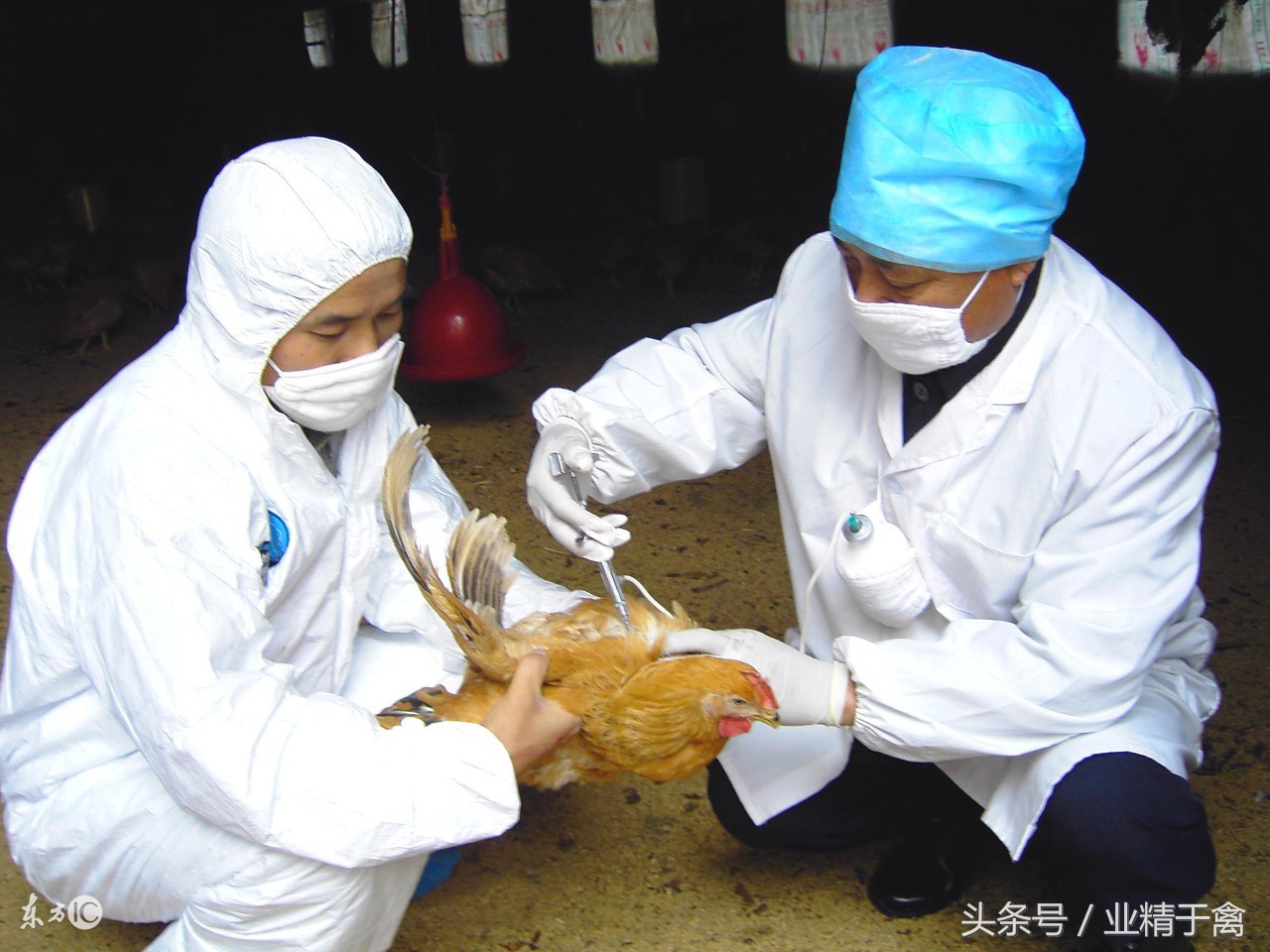 哪里可以养鸡(哪里养鸡的比较多)