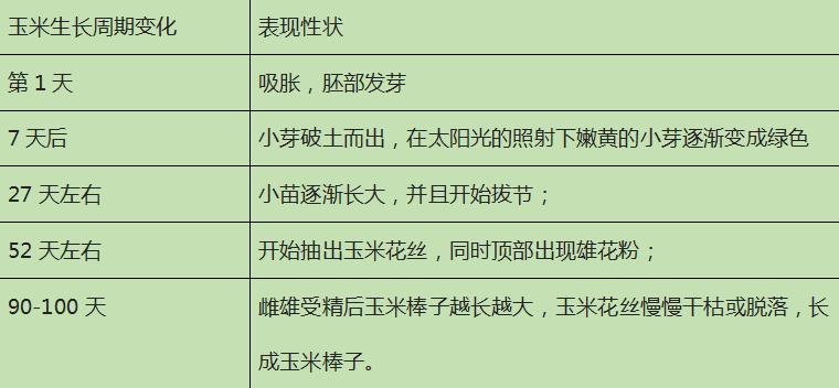 山西玉米播种时间(今日山西玉米价格最新行情)