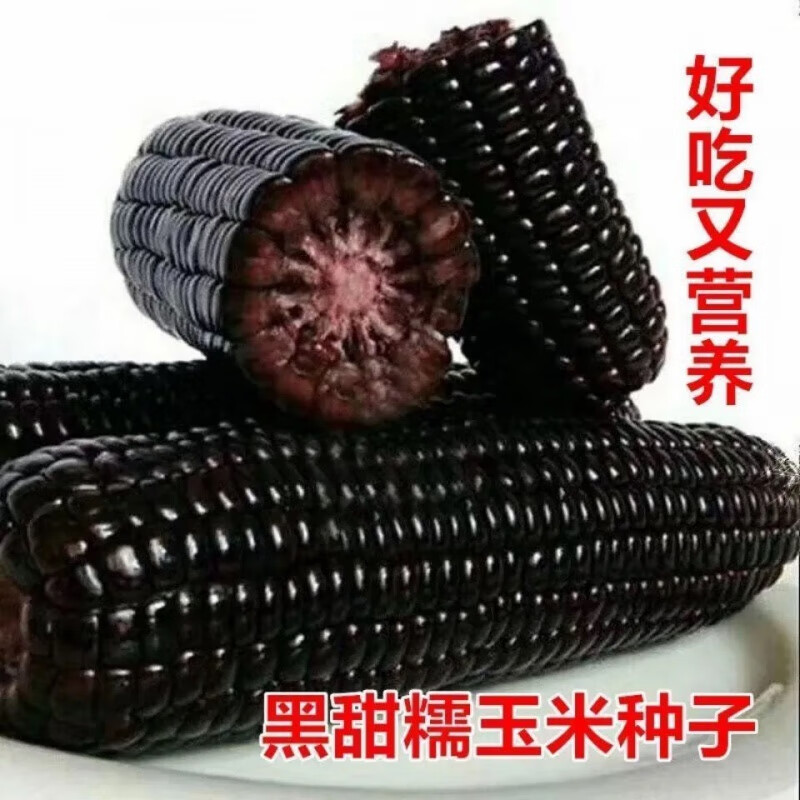 怎么种玉米种子(怎么种玉米种子?)