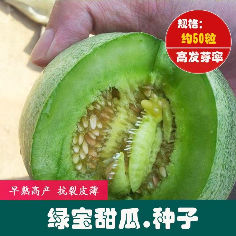香瓜是什么杂交品种(香瓜是什么杂交品种图片)