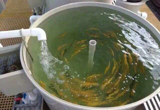 水产绿色健康养殖(水产绿色健康养殖存在的问题)