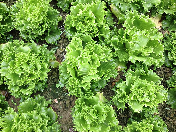 蔬菜瓜果种植(瓜果类蔬菜种植技术)