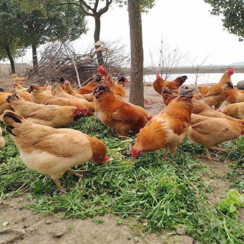 肉鸡养殖大全(肉鸡养殖大全图片)