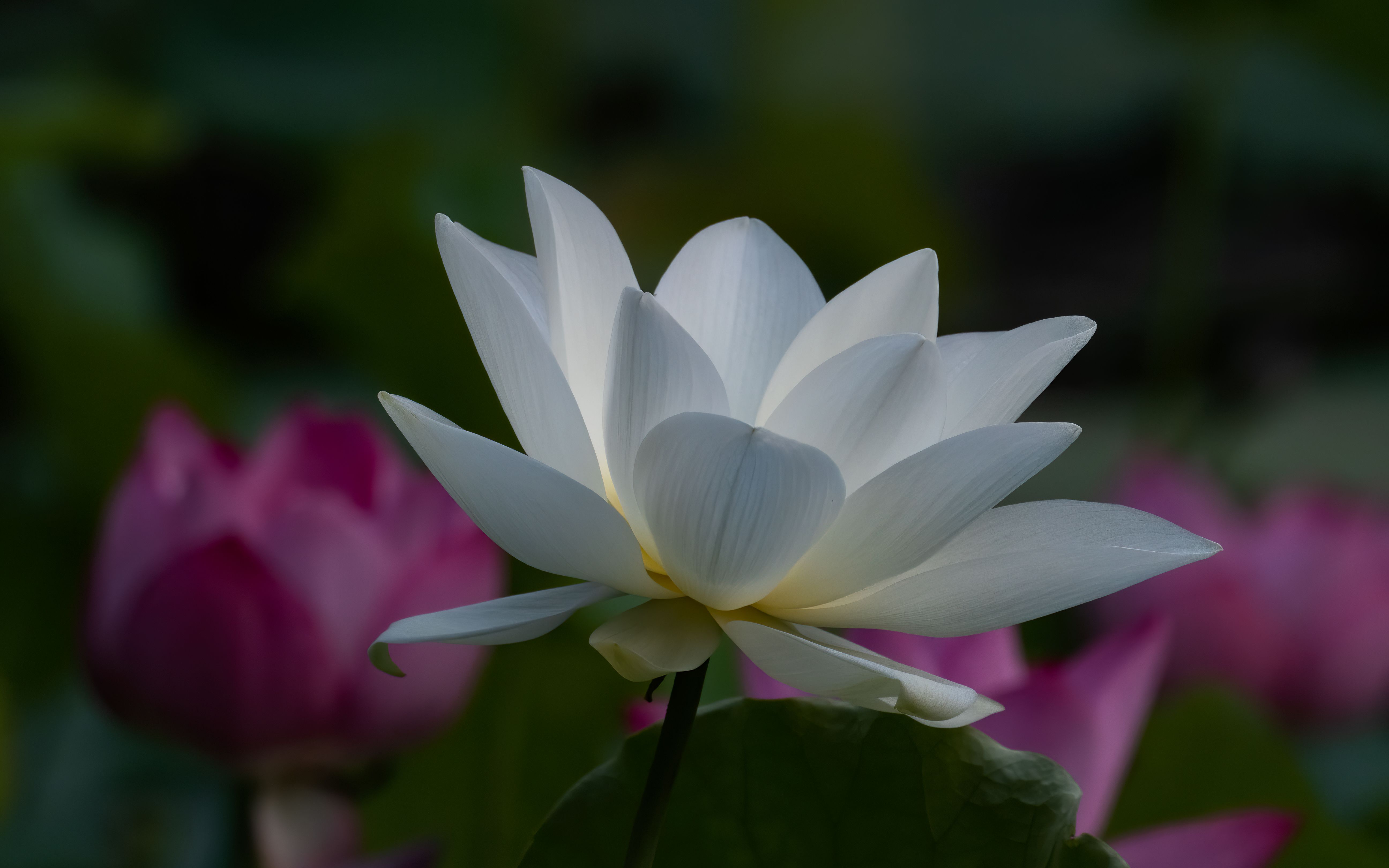 莲花的种类(莲花的种类和名称)