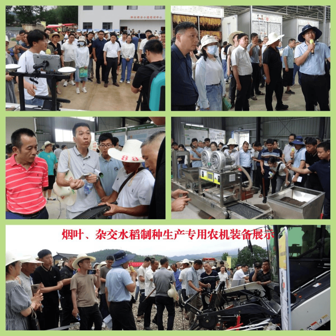 杂交稻旱种技术要点(杂交稻旱种技术要点有哪些)