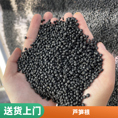 芦笋种子的种法(芦笋种子怎么育苗)