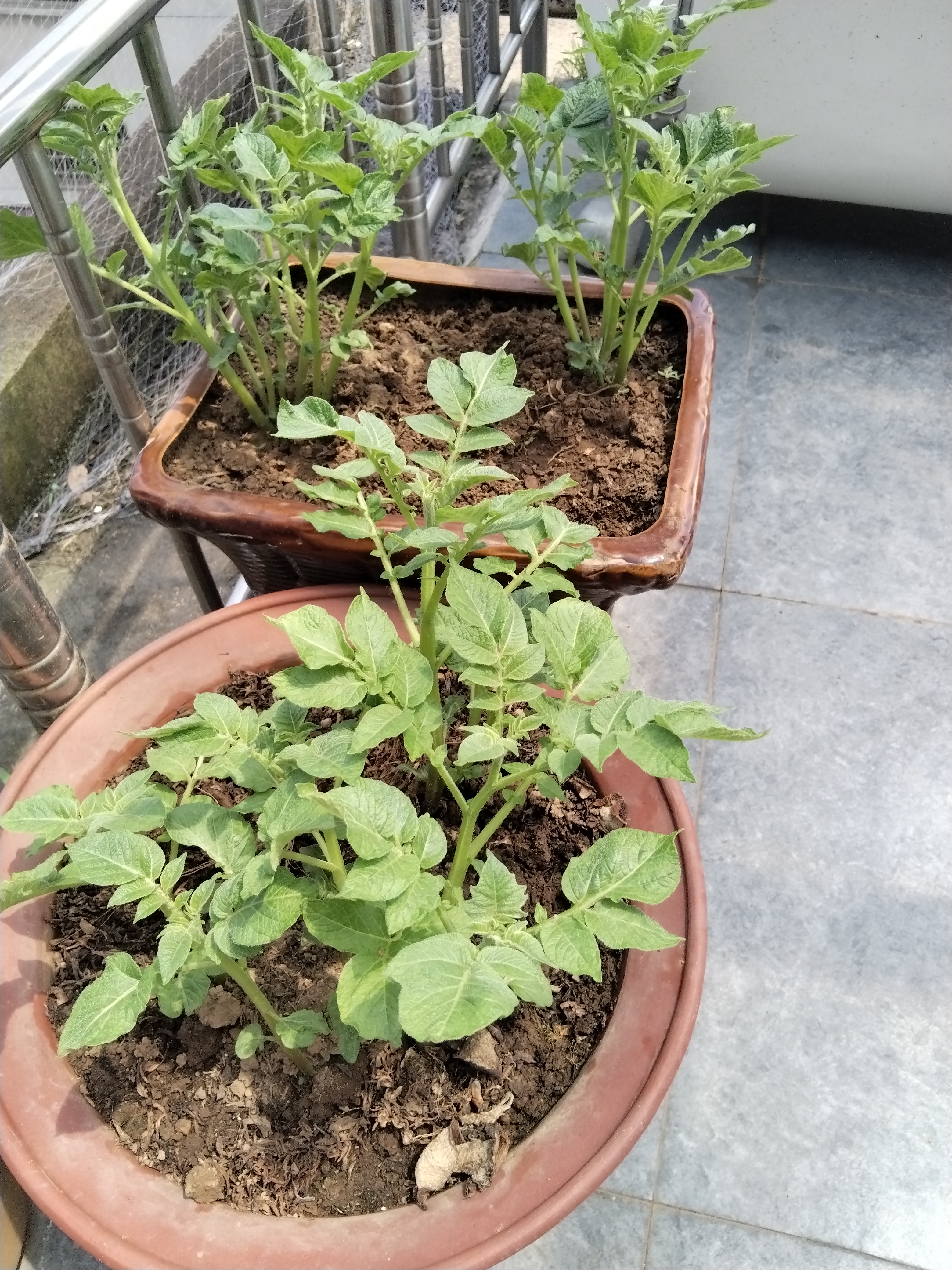 发芽的土豆怎么种植方法(土豆怎么种植方法步骤视频)