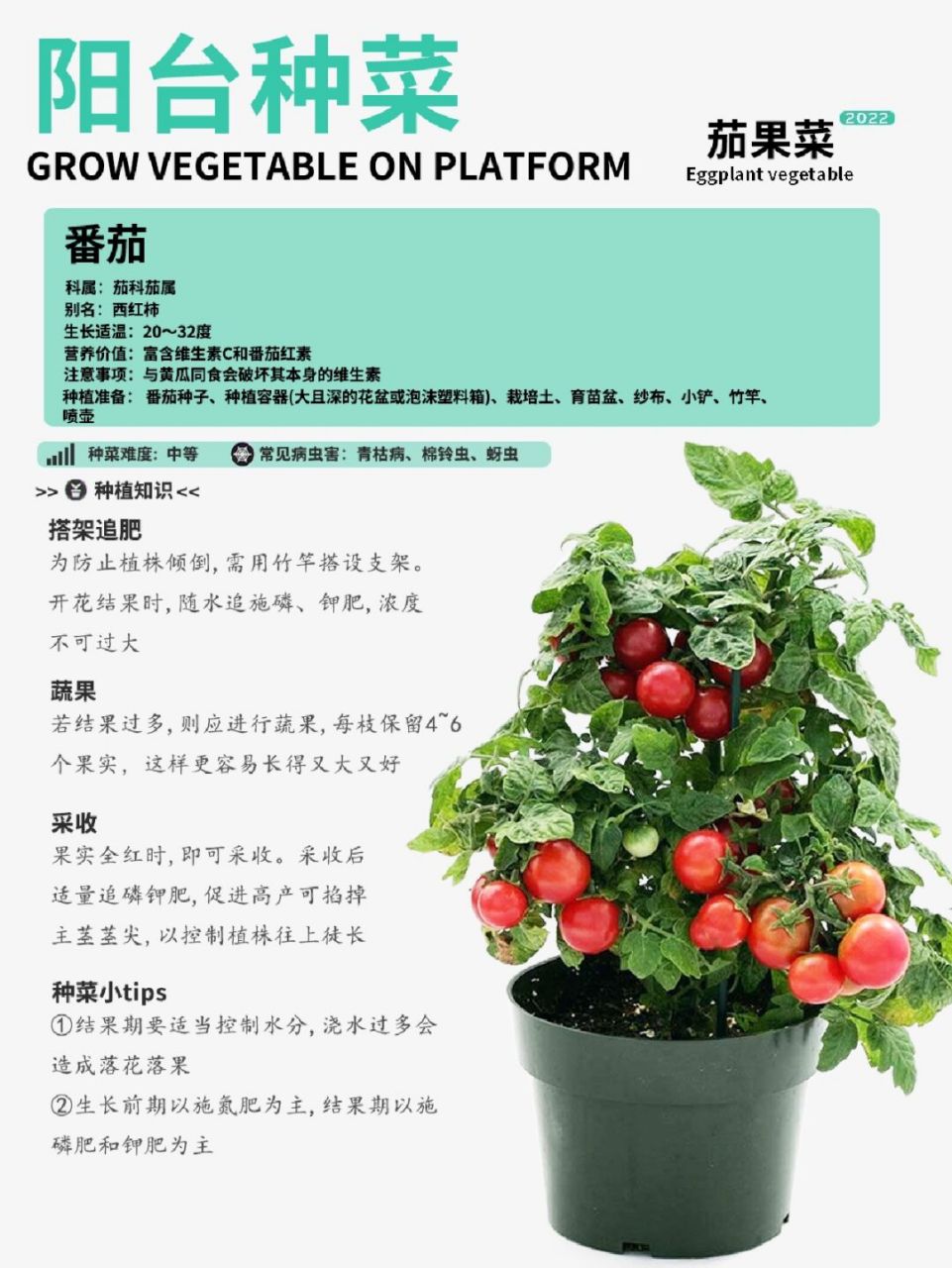 种小番茄的步骤(种小番茄的步骤150字的日记)