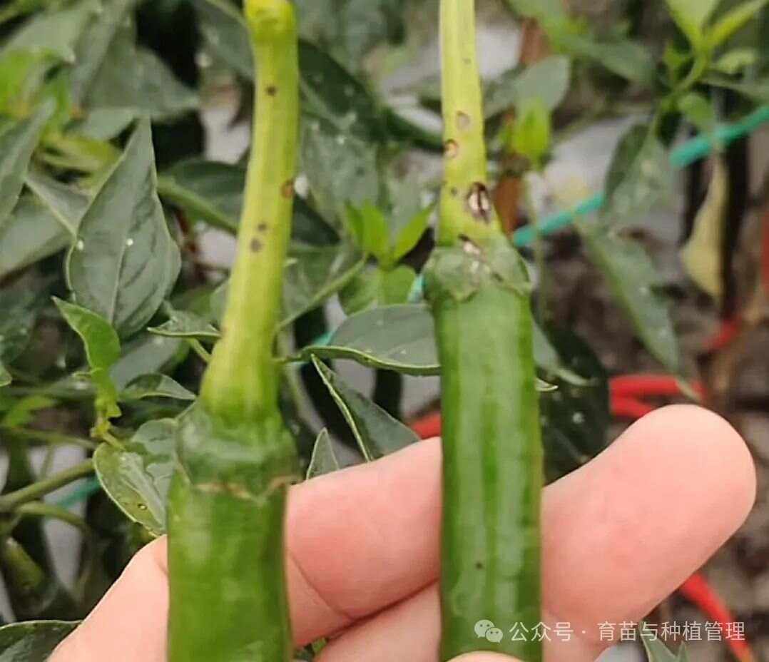 辣椒病害图片与防治防治措施(辣椒常见病害图片大全防治措施)