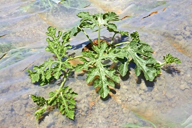 西瓜种植节气(种植西瓜的季节)