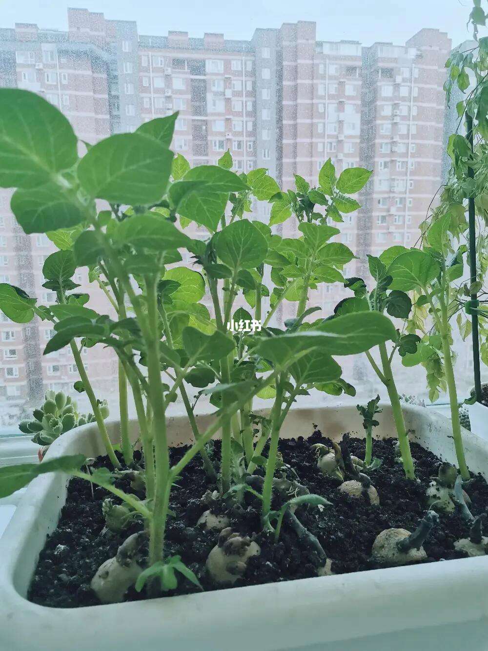 种土豆盆栽(幼儿园种土豆盆栽)