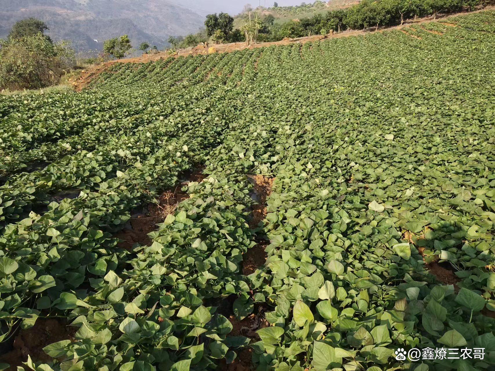 红薯种怎样育苗(红薯种怎样育苗好)