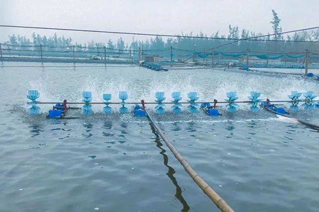 淡水虾技术的养殖(淡水虾养殖条件与成本)