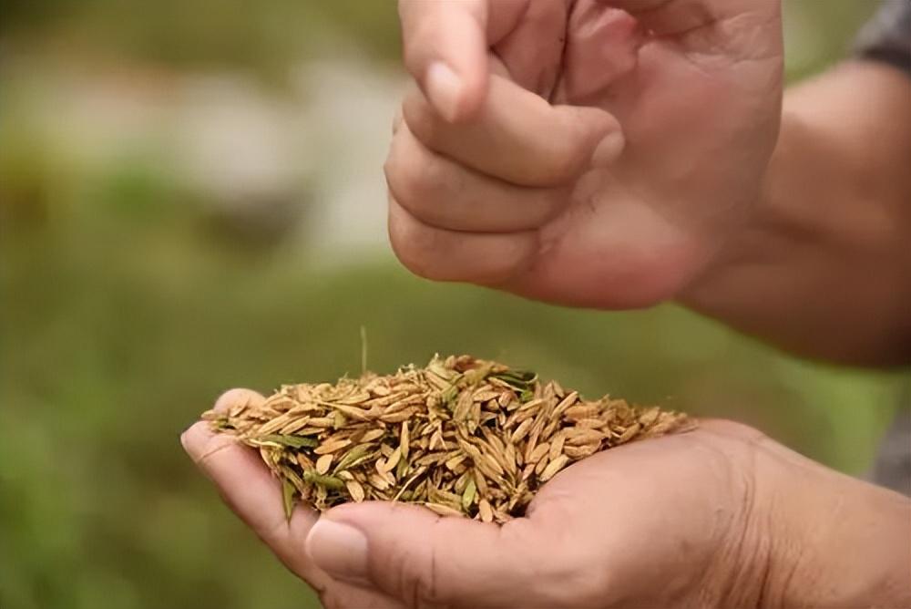 海水能种植水稻吗(海里可以种水稻吗?)