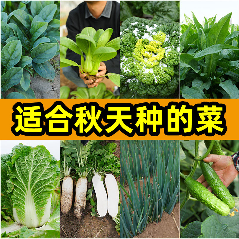 关于8月份至10月份种什么菜的信息