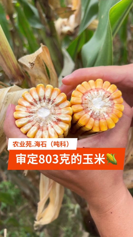 2300积温玉米品种(积温2300高产玉米种子)
