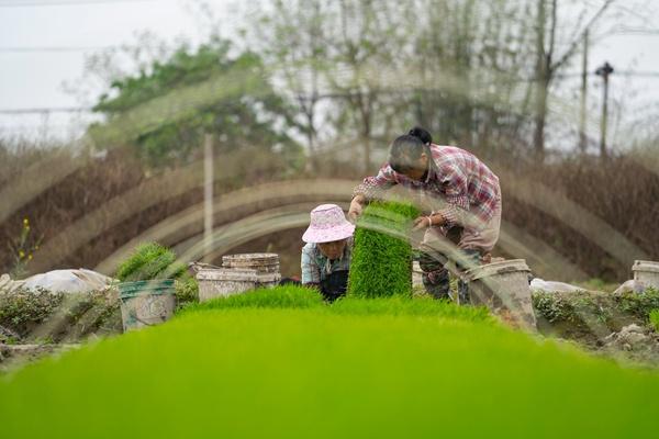 水稻种植全过程视频(水稻种植全过程示意图)