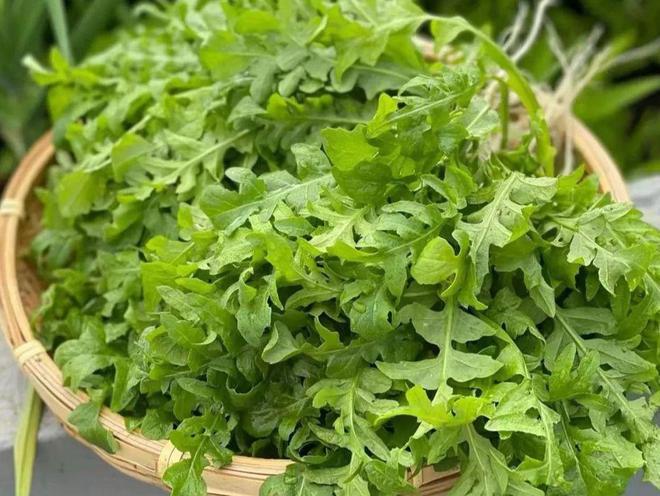 荠菜的外貌特征(荠菜的外貌特征介绍)