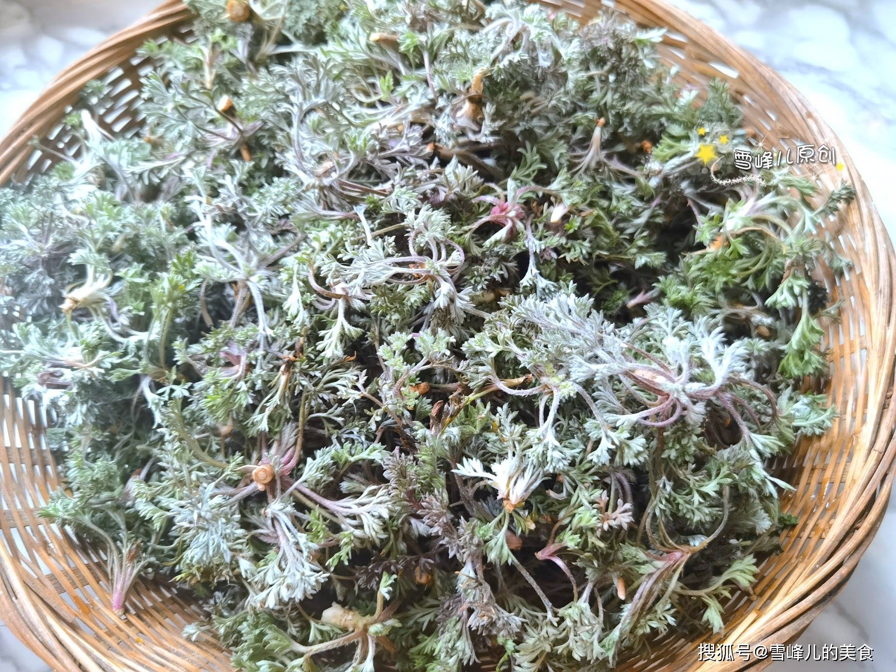 荠菜的外貌特征(荠菜的外貌特征介绍)