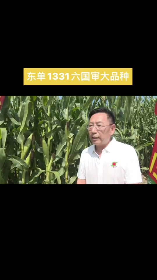 东单1331玉米种适合哪个省种植(东单509和东单1331玉米种哪个好)
