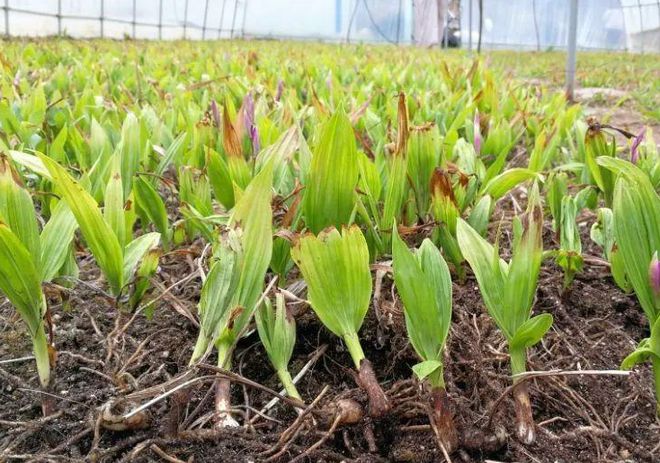 关于白芨怎么种植方法如下的信息