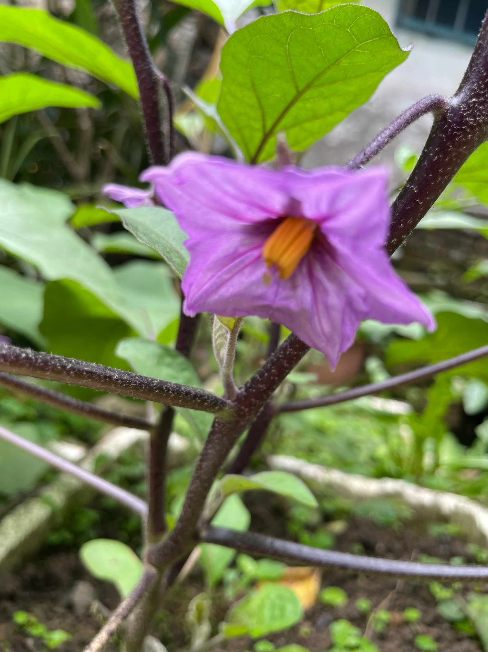 茄子的育种(茄子育种计划书)