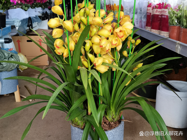 大型花的种类及图片(大型花的种类及图片及名称)