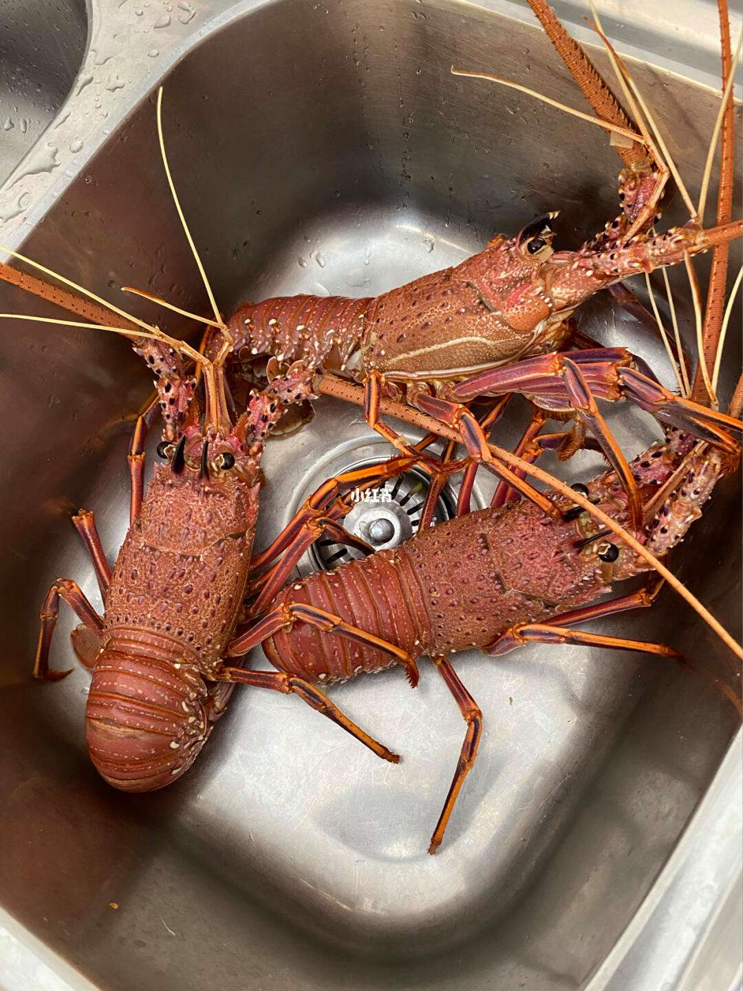 澳洲龙虾繁殖(养殖澳洲淡水龙虾成本和利润)