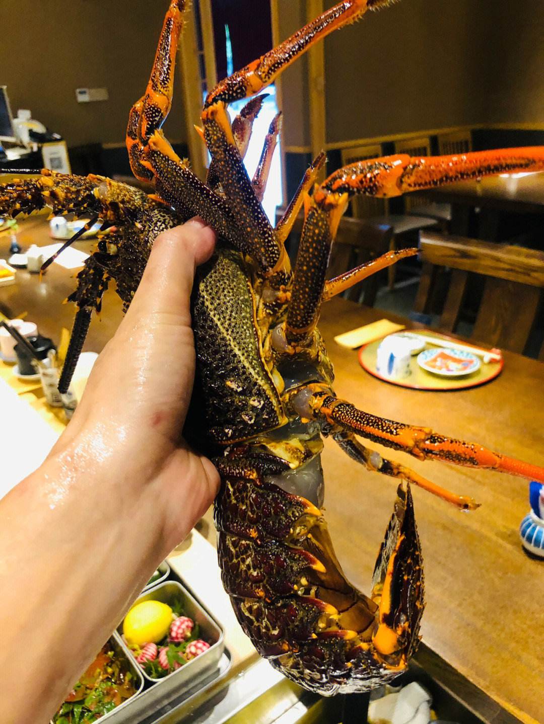 澳洲龙虾繁殖(养殖澳洲淡水龙虾成本和利润)