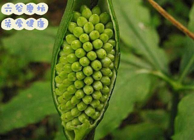 半夏的种类与功效(半夏的种类功效与作用及禁忌)