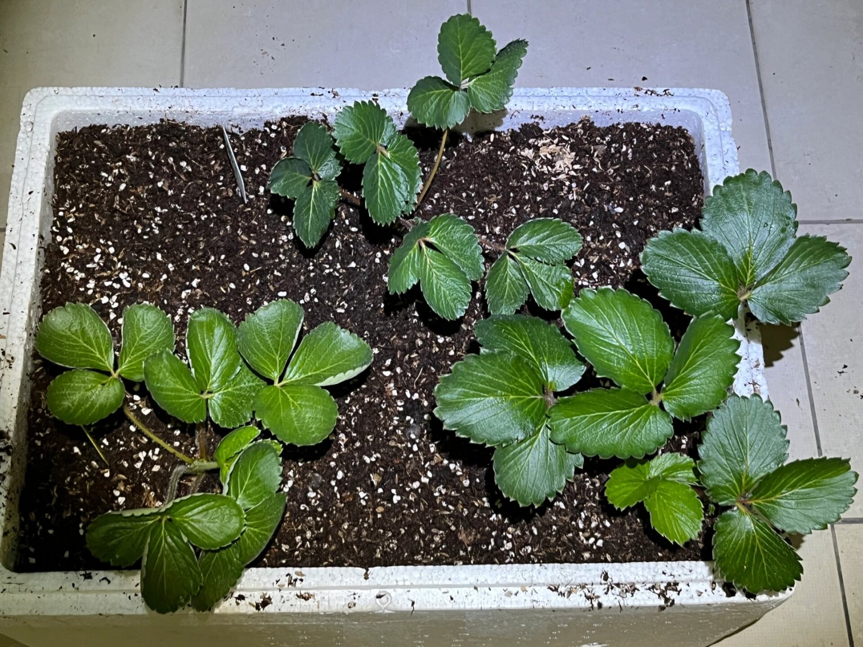 家庭阳台草莓种植方法和温度(家庭阳台草莓种植方法和温度视频)
