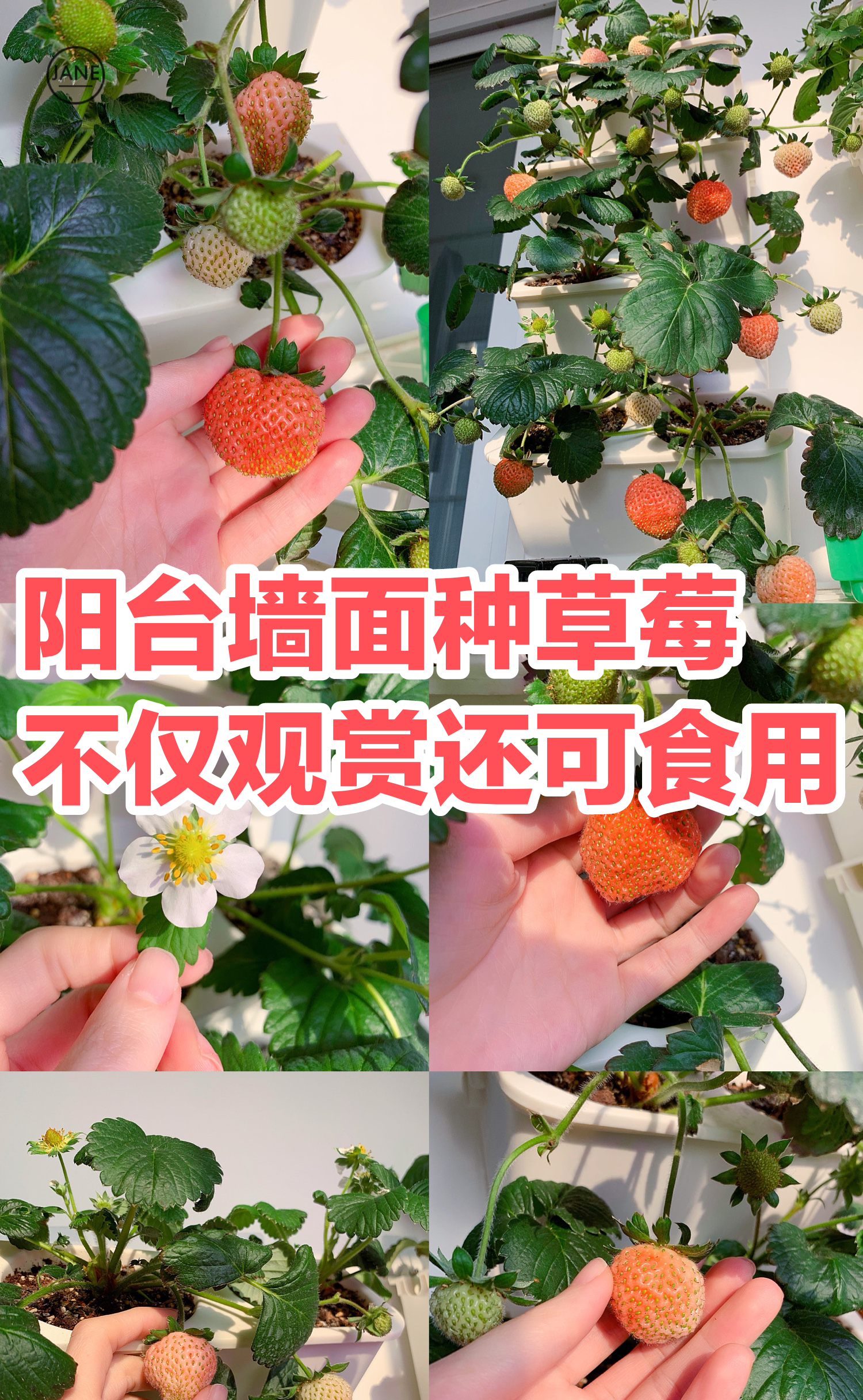 家庭阳台草莓种植方法和温度(家庭阳台草莓种植方法和温度视频)