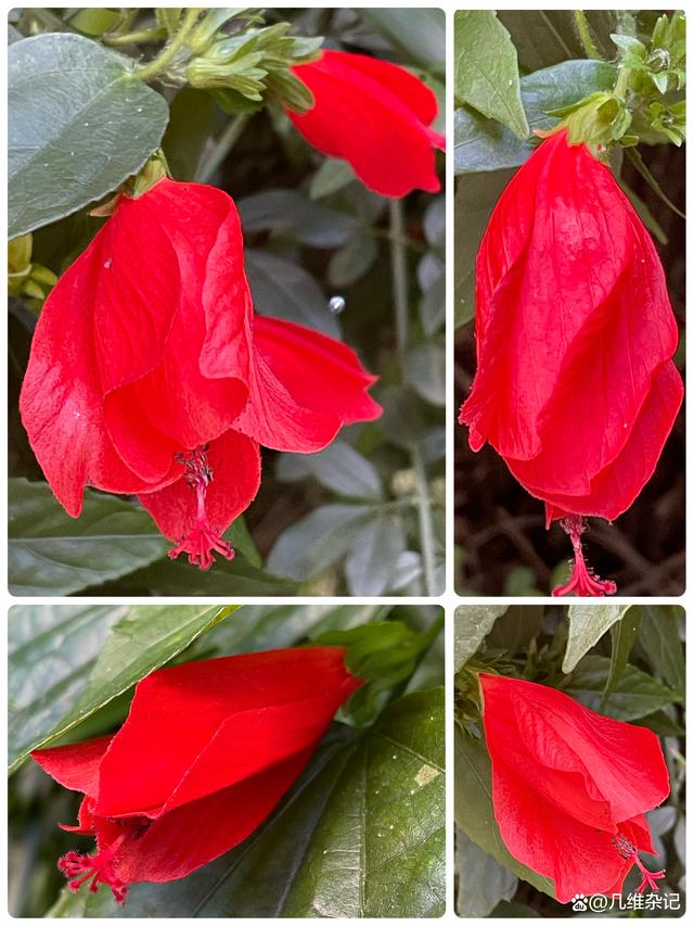 垂花悬铃花养殖方法(垂花悬铃花的形态特征描述)