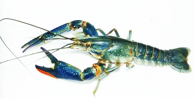 淡水河塘养殖澳洲龙虾技术(淡水河塘养殖澳洲龙虾技术怎么样)