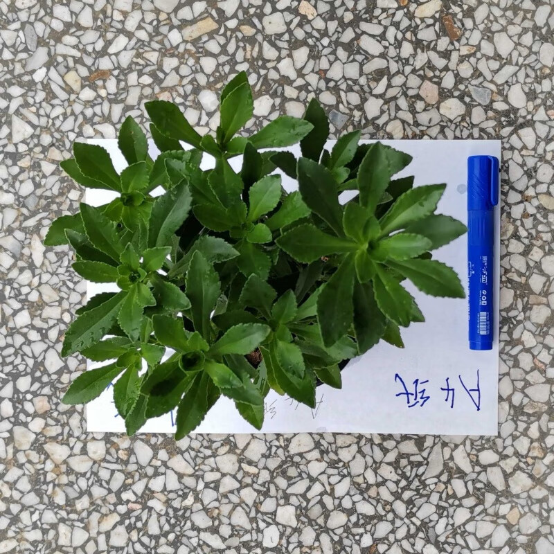 三七育苗(三七育苗技术与管理)