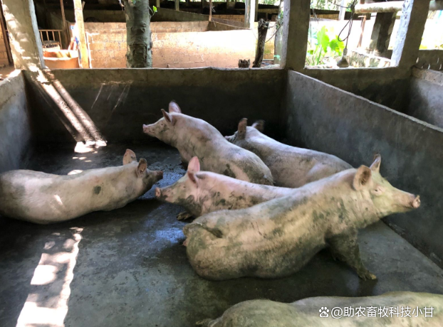 成都发酵床养猪技术(发酵床养猪猪舍设计图)
