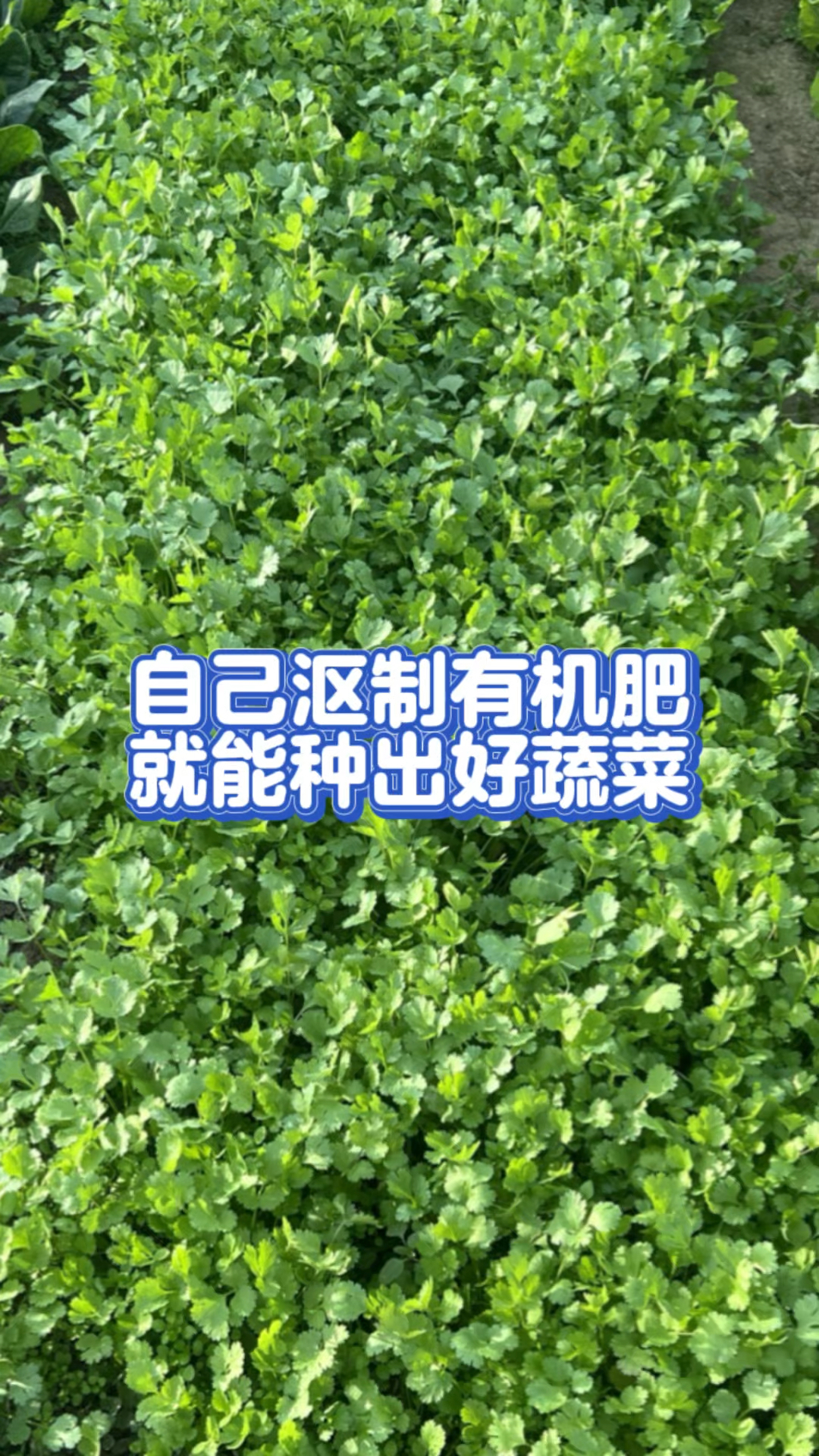 有机蔬菜种植方法(有机蔬菜种植方法图片)