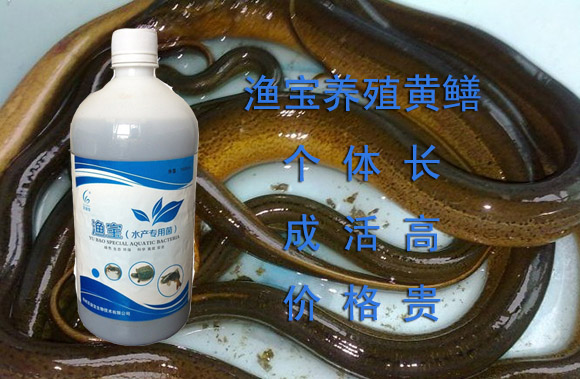 水产养殖网黄鳝价格(黄鳝市场价多少钱一斤)