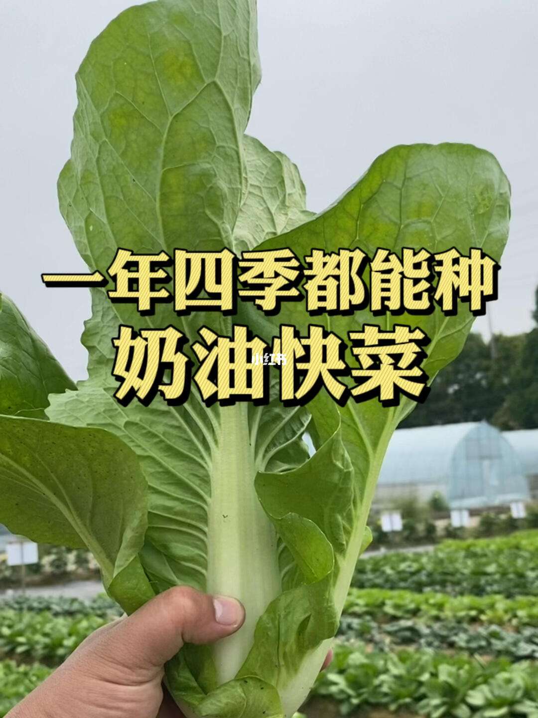 快菜种植方法及施肥(快菜种植方法及施肥技术)