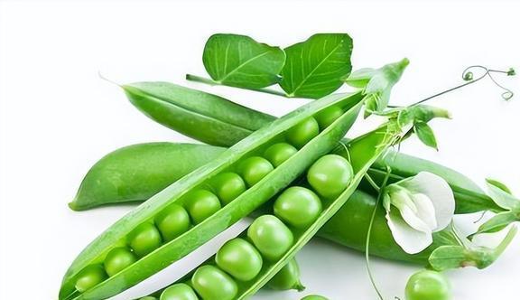 常见的豆类食物有哪些(常见的豆类食物有哪些图片)