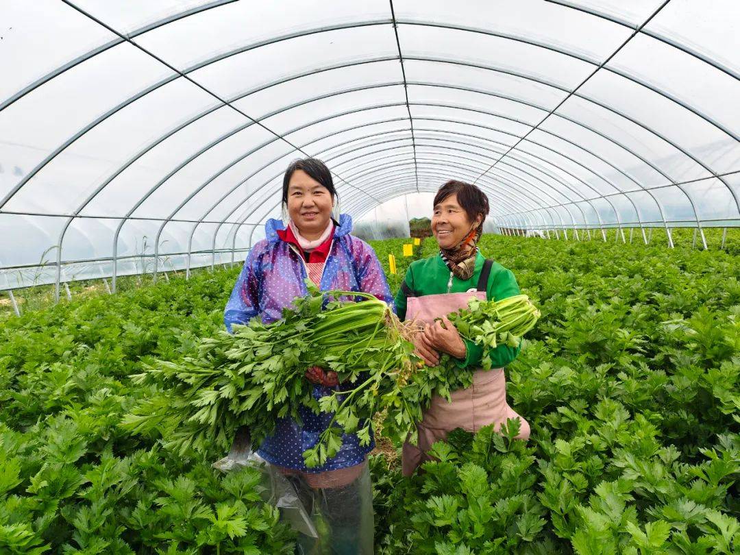 关中适合种植什么蔬菜(关中地区适合种植的水果)