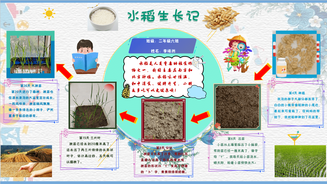 水稻种植过程顺序(水稻种植的七个过程)