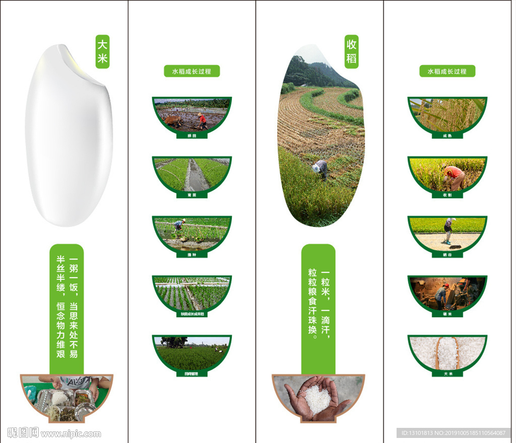 水稻种植过程顺序(水稻种植的七个过程)