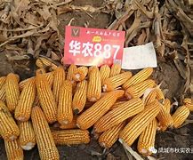 京单58玉米品种介绍(京单28玉米种子好不好)