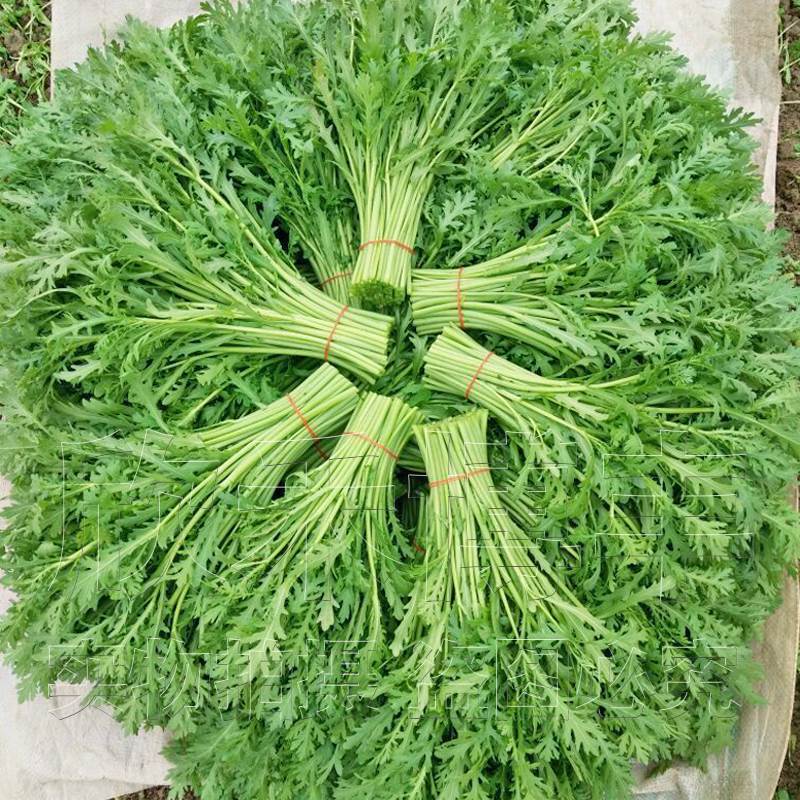 茼蒿可以移栽吗(茼蒿移栽怎么种植)