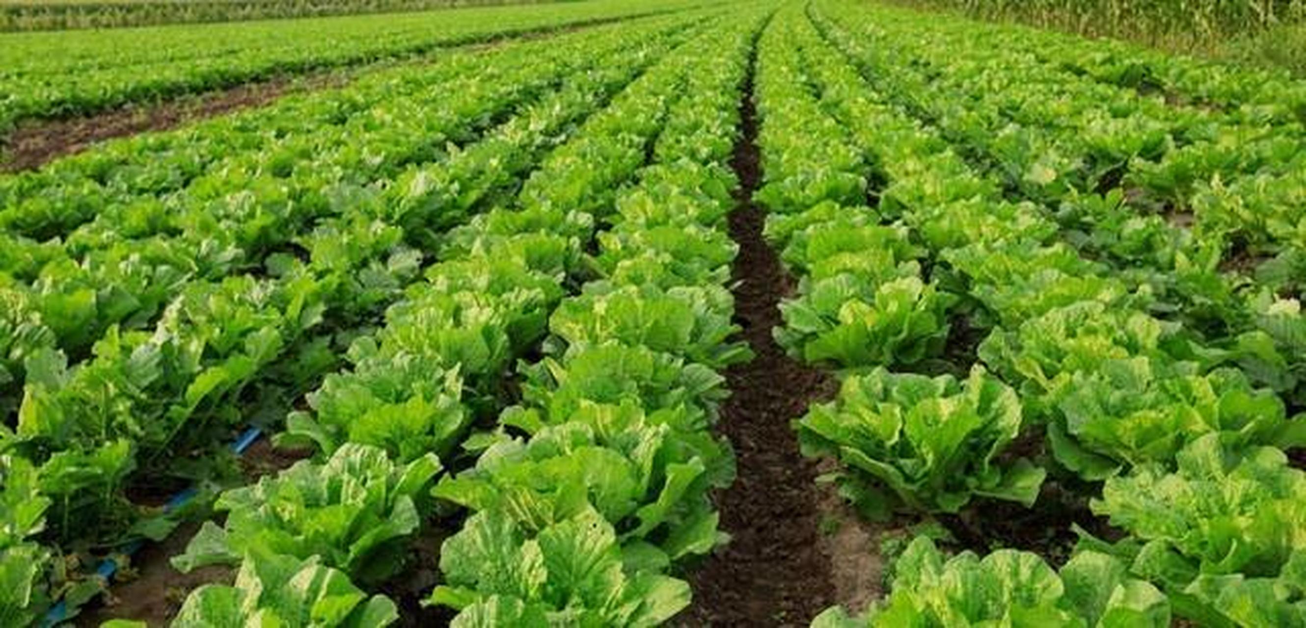 怎样种植黄豆产量高(黄豆怎样种植产量比较高)