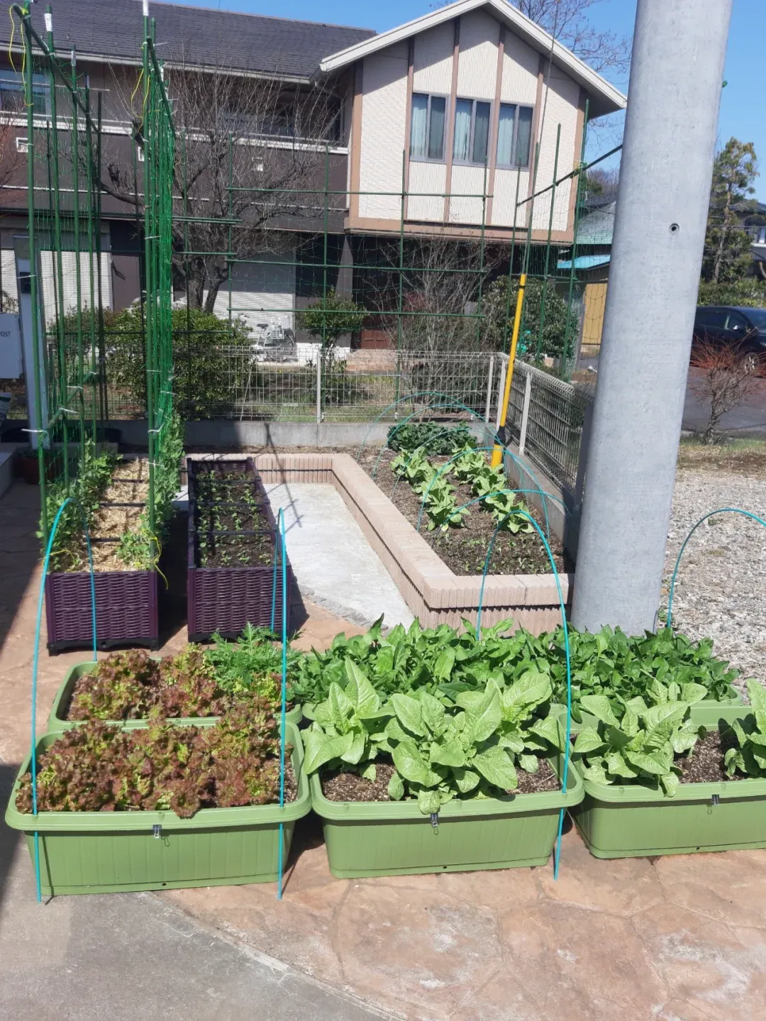 香菜移栽方法视频(香菜移栽方法视频大全)