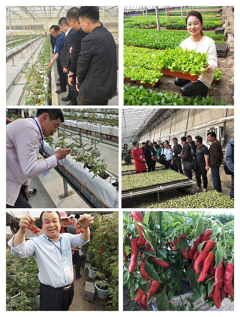 山东寿光蔬菜种植技术培训(山东寿光蔬菜种植技术培训学校)