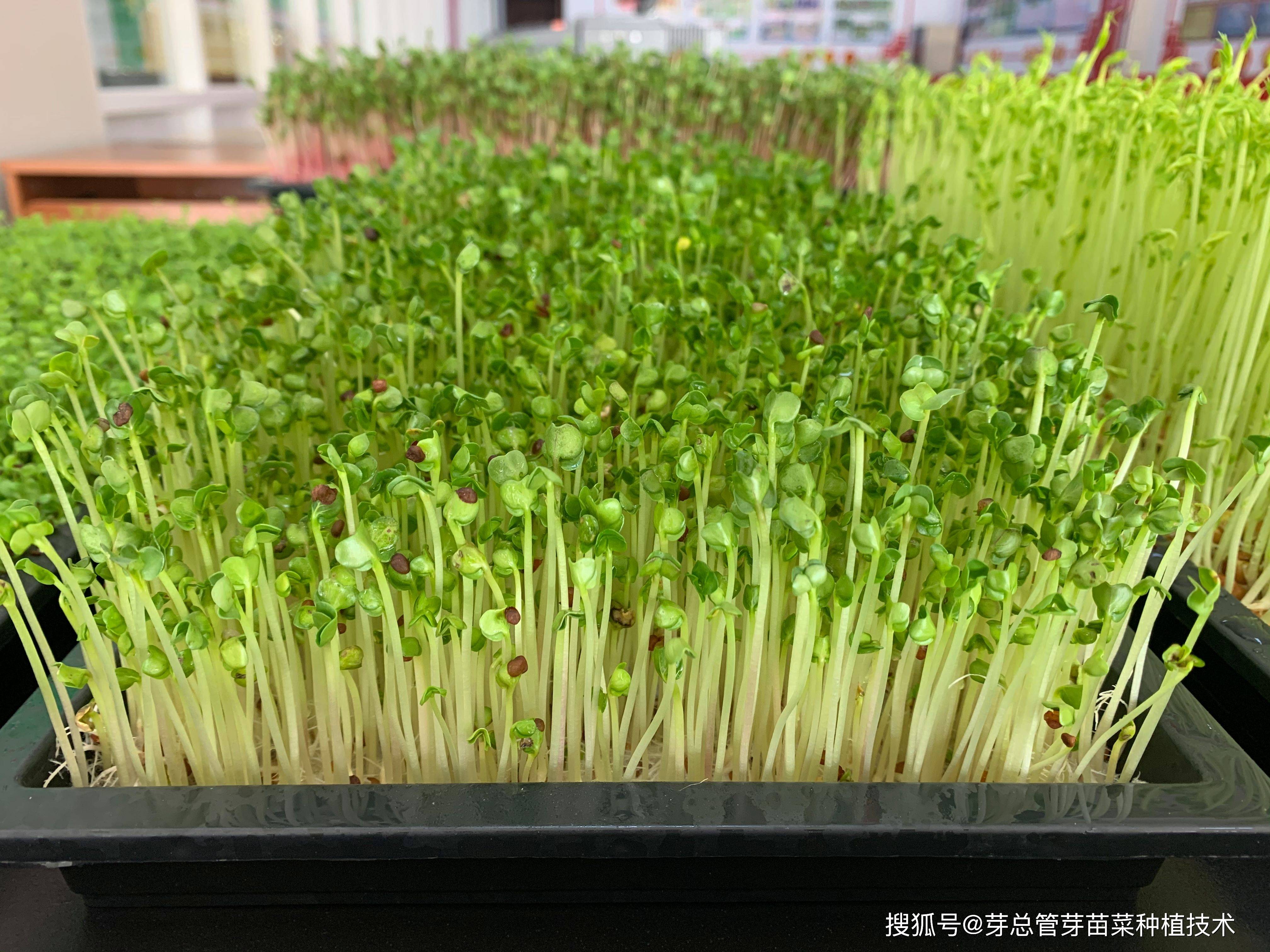 茼蒿芽苗菜种植技术(茼蒿菜怎么种植容易发芽)